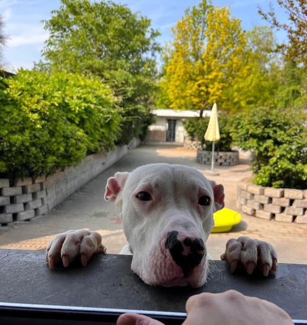 ALBINO DOGO ARGENTINO Foto 2